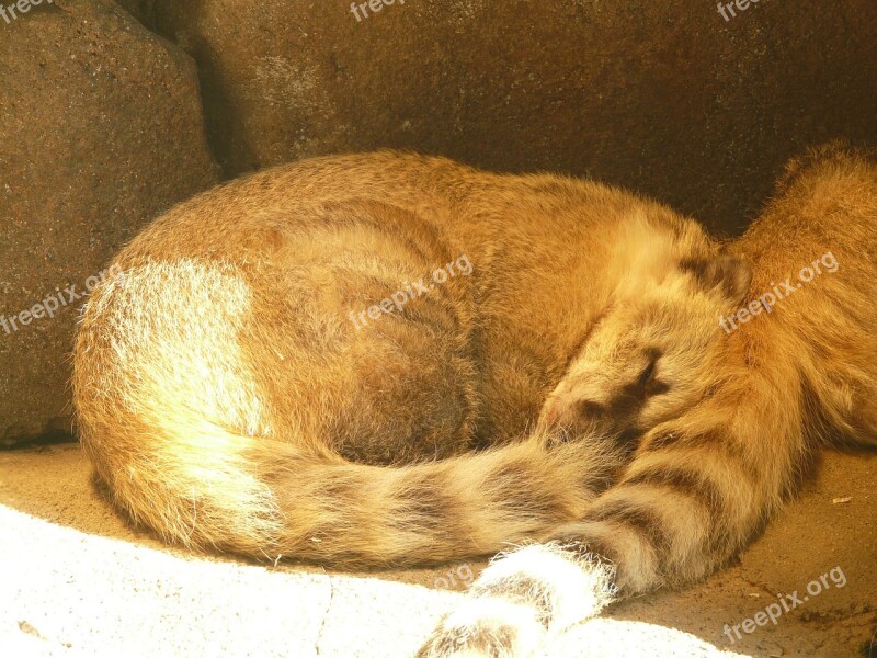 Coati Bear Animal Fur Creature