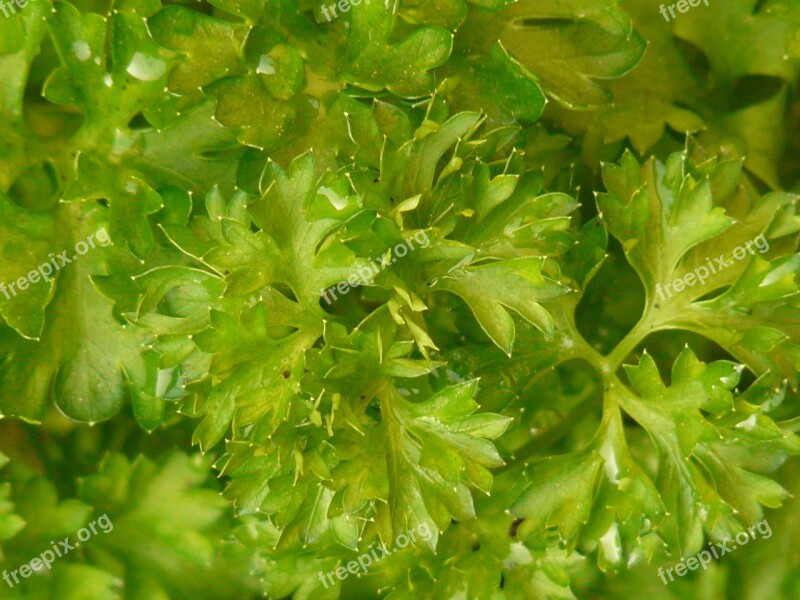 Parsley Spice Plant Medicinal Plant Spicy