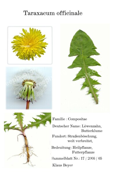 Digitized Herbarblatt Medicinal Plant Scanners Garden Yellow