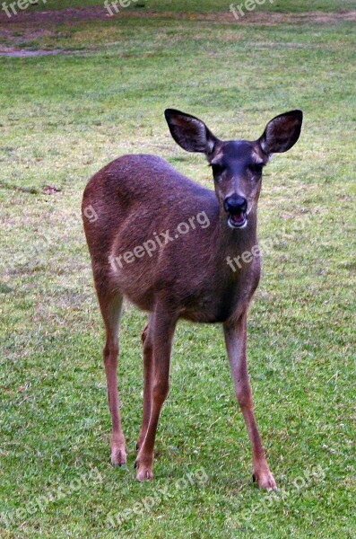 Doe Deer Grass Eating Golf