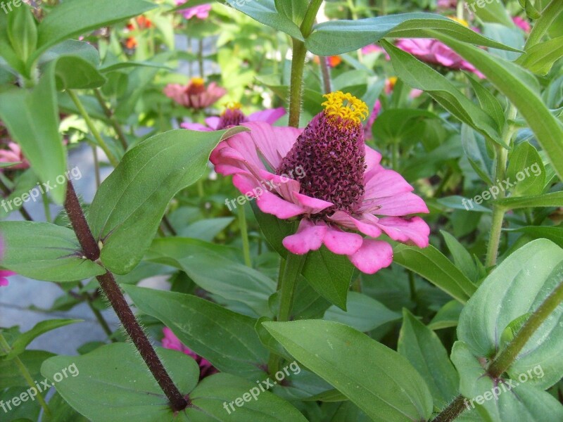 Flower Pink Bloom Leaf Floral