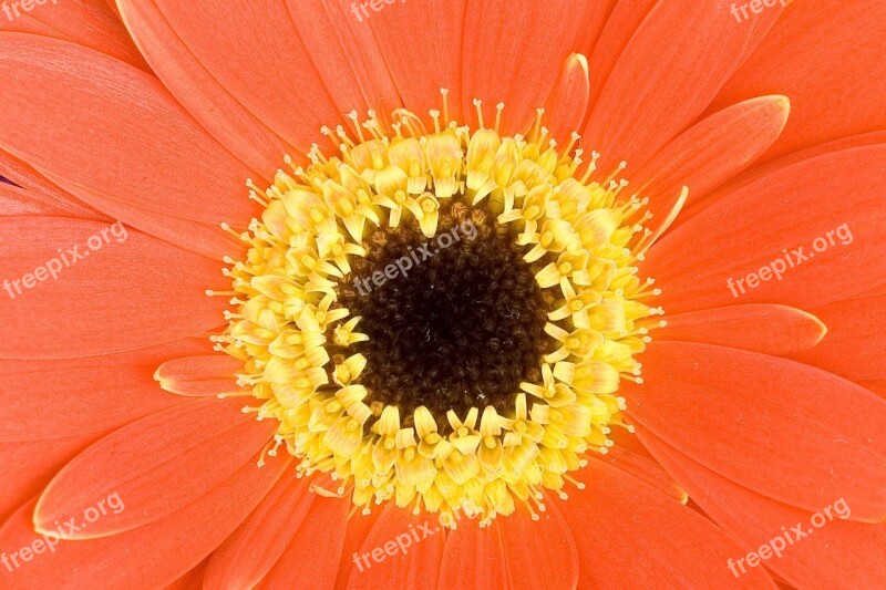 Background Beautiful Bloom Close Close-up