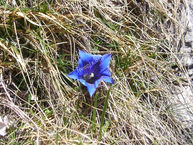 Mountains Alpine Gentian Blue Purple