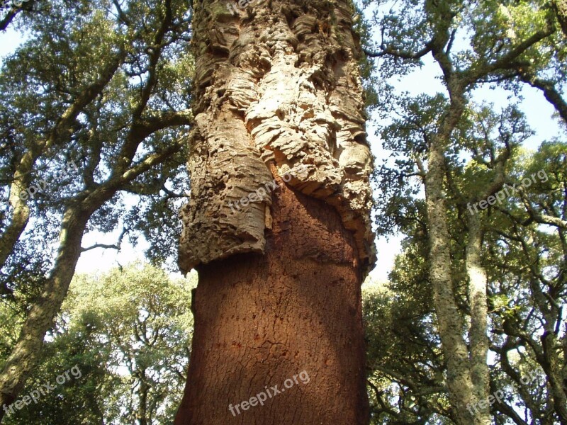 Cork Bark Tree Sardinia Free Photos