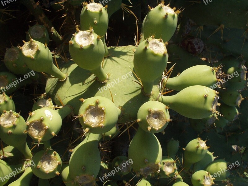 Cactus Plant Katusfeigen Sting Free Photos