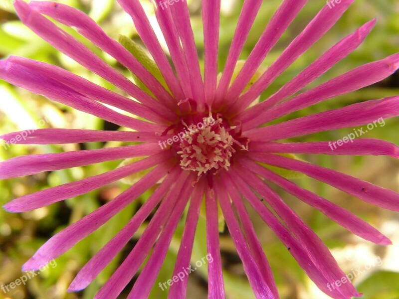 Flower Nature Plant Blossom Bloom