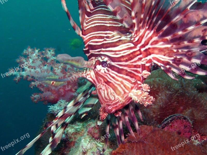 Diving Lionfish Under Water Southeast