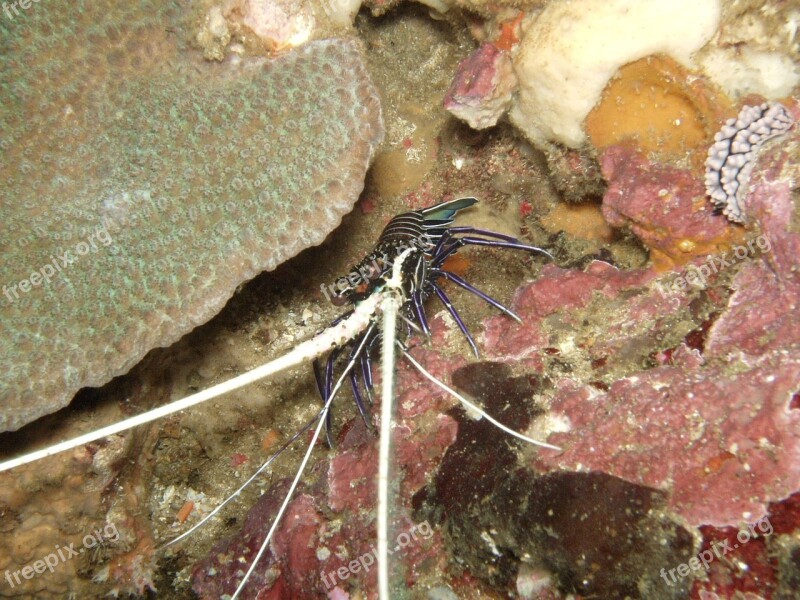 Diving Shrimp Under Water Southeast