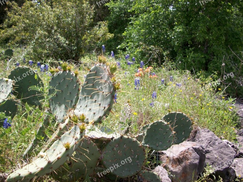 Cactus Rocks Wildflowers Landscape Natural