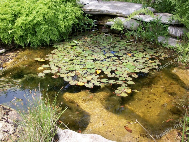 Pond Nature Park Lily Pads Natural