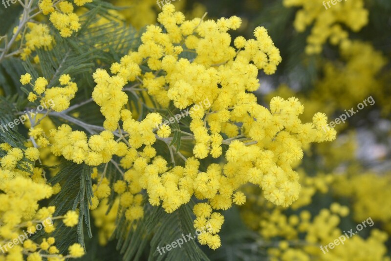 Mimosa Flowering Flower Garden Nature