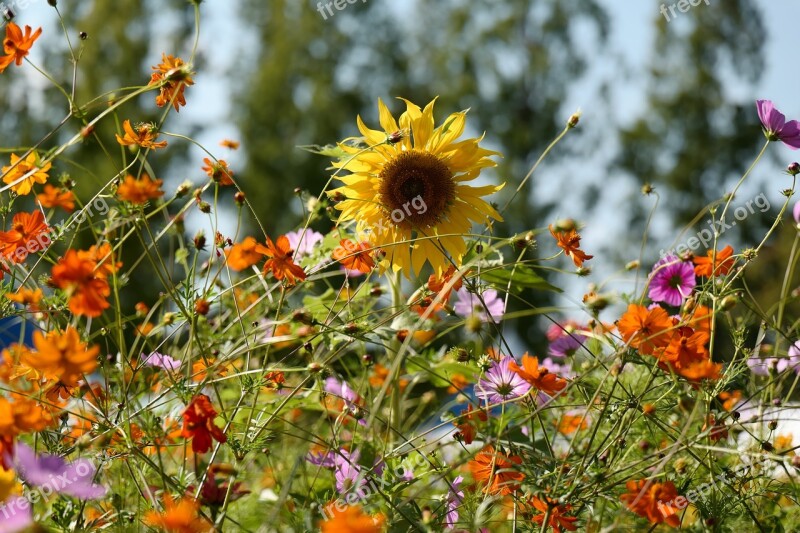 Flower Yellow Nature Summer Beautiful