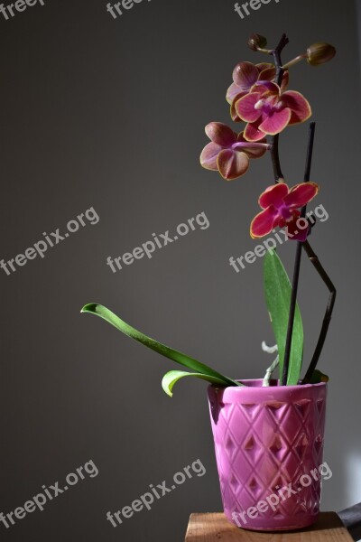 Orchid Plant Flowers Pink Petals