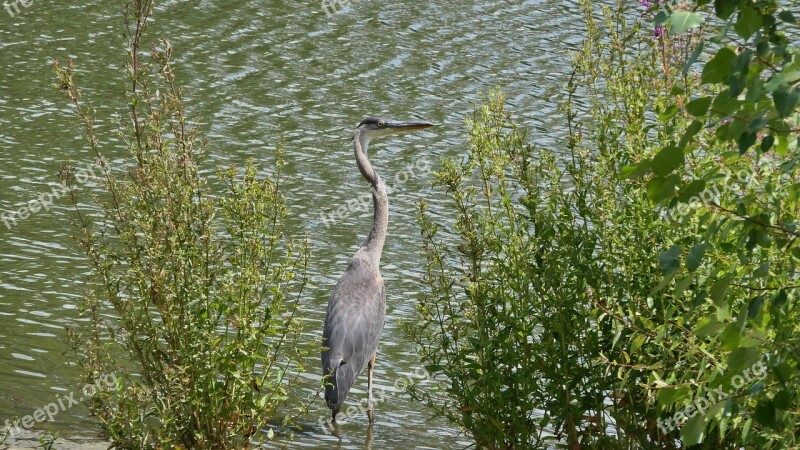 Great Blue Heron Waterfowl Park Water Birds