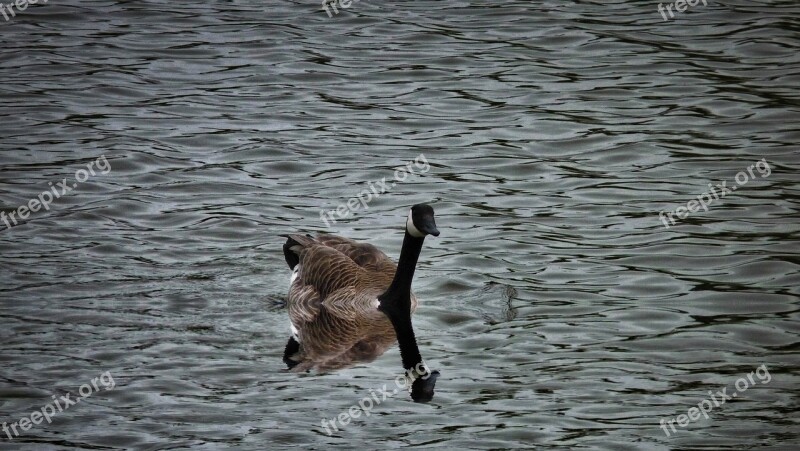 Goose Geese Gaggle Waterfowl Birds