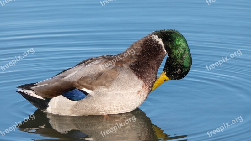 Mallard Duck Duck Preening Water Lake