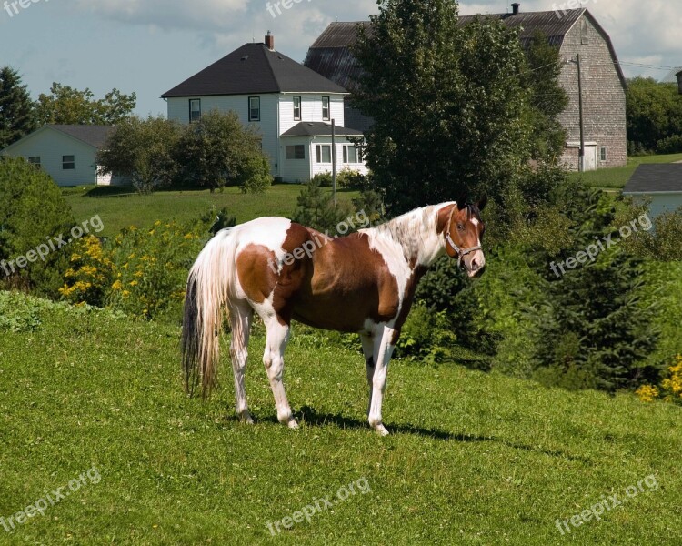 Pinto Horse New Brunswick Sussex Canada