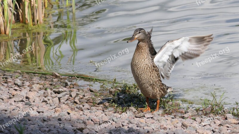 Mallard Duck Waterfowl Lake Drying Off