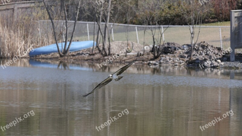 Osprey Raptor Seabirds Water Park