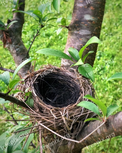 Bird's Nest Tree Nature Outdoors Wildlife