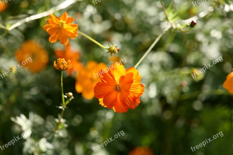 Flower Yellow Nature Summer Beautiful