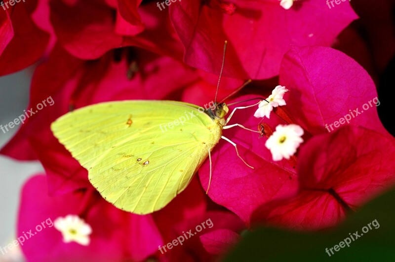 Veranera Butterfly Flower Nature Yellow