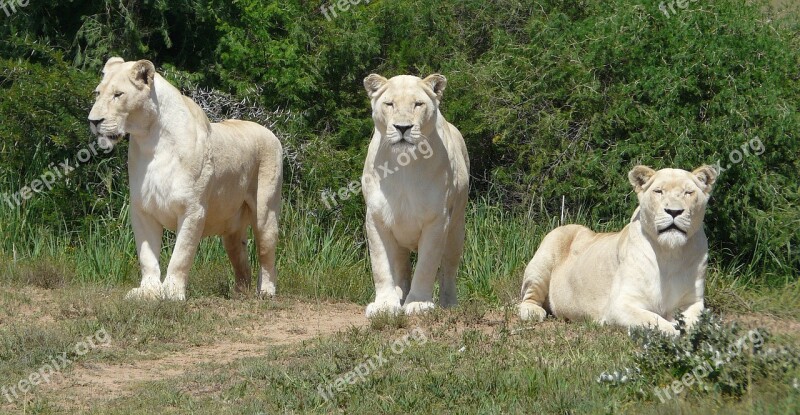 White Lion Lion White Predator Nature