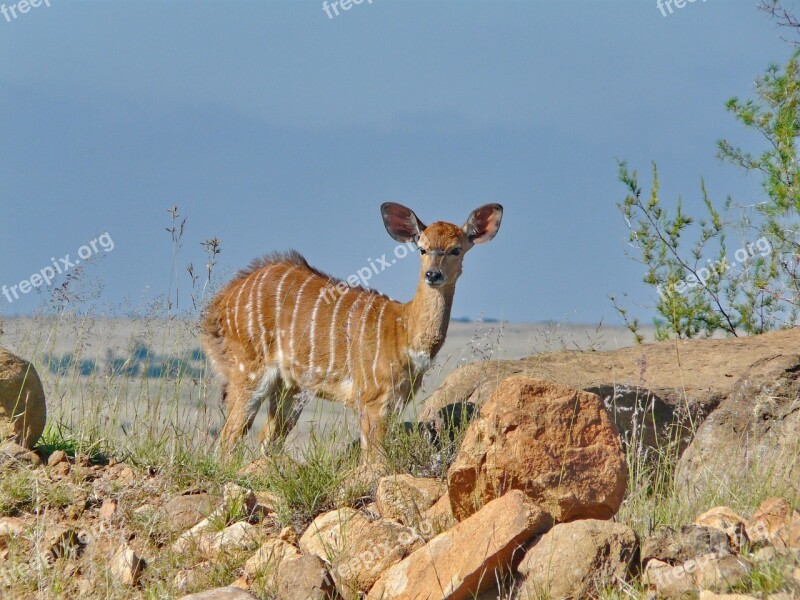 Nyala Antelope Female Africa Mammal