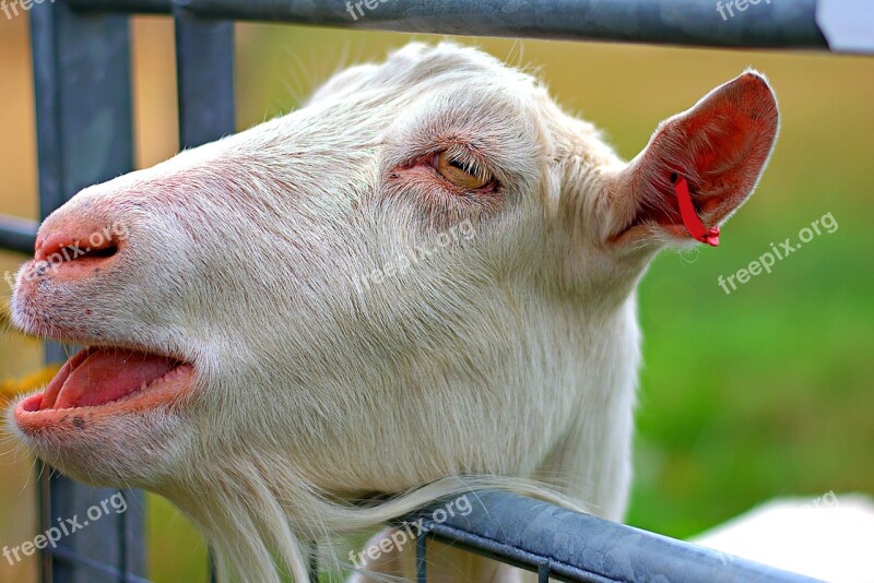 Goat Kid Nanny Goat Metal Fence Mouth Open