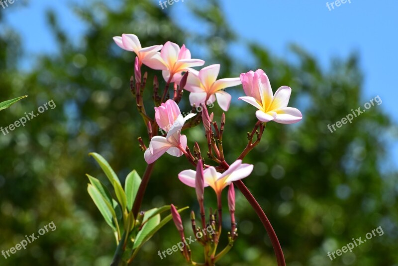 Flower Blossom Caribbean Nature Free Photos