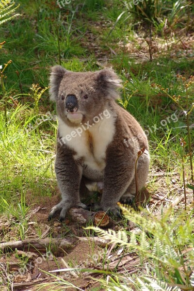 Koala Australia Animal Cute Nature