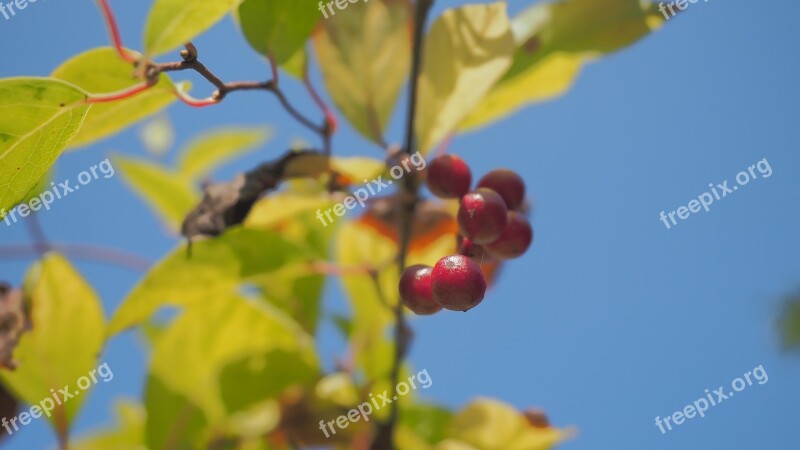 Autumn Berry Sky Dacha Leaves