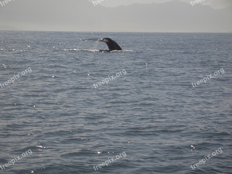 Humpback Whale Caudal Fin Mammal Ocean Nature