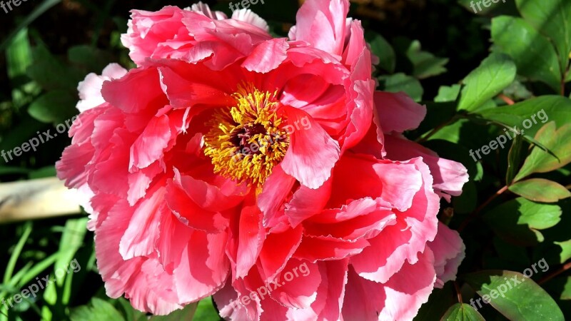 Flower Peony Garden Nature Flowers