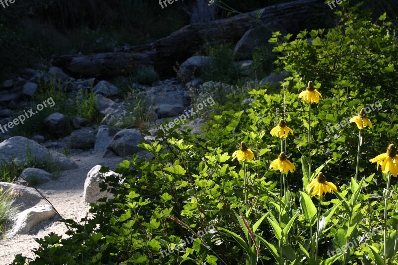 Riverbed Flowers Forest Free Photos