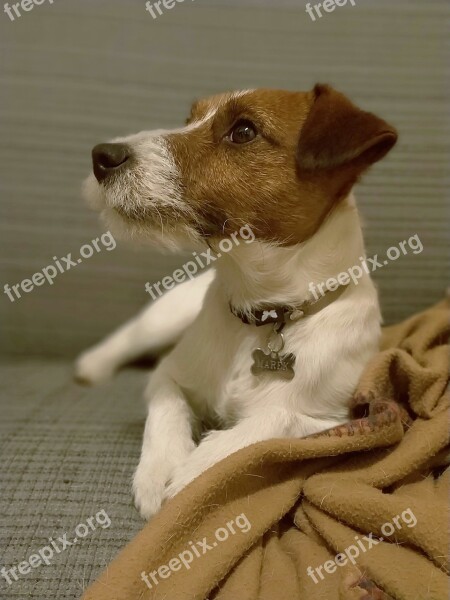 Dog Jack Russell Terrier Dogs Puppy