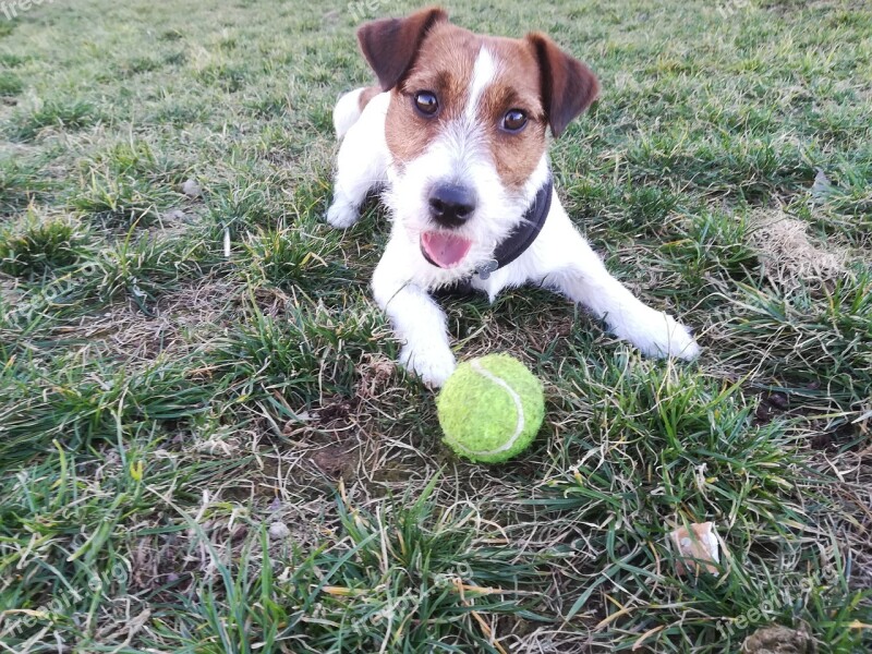 Dog Jack Russell Jack Terrier Small