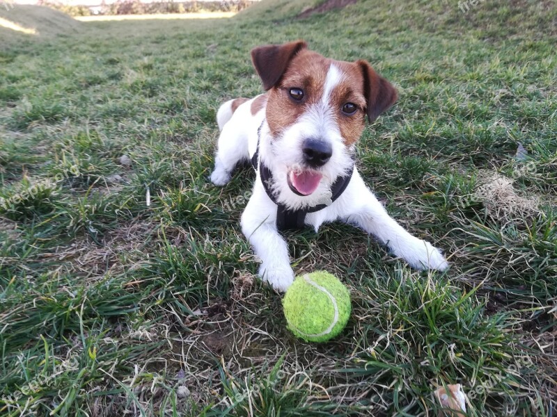 Dog Jack Russell Pet Terrier Animal