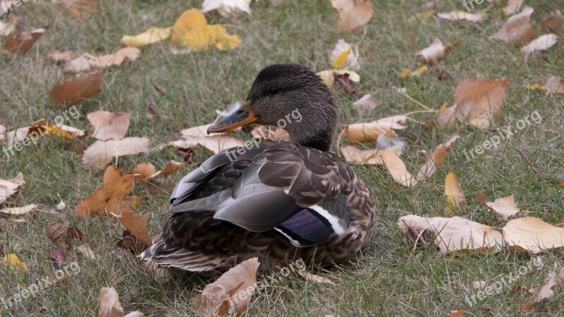 Mallard Duck Duck Waterfowl Park Resting