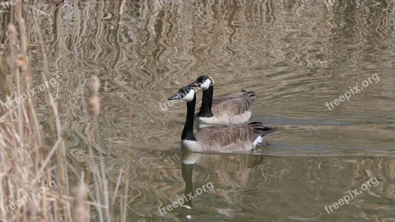 Canada Goose Waterfowl Lake Bull Rushes Park