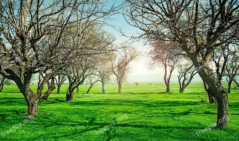 The Field Trees Green Nature The Sun