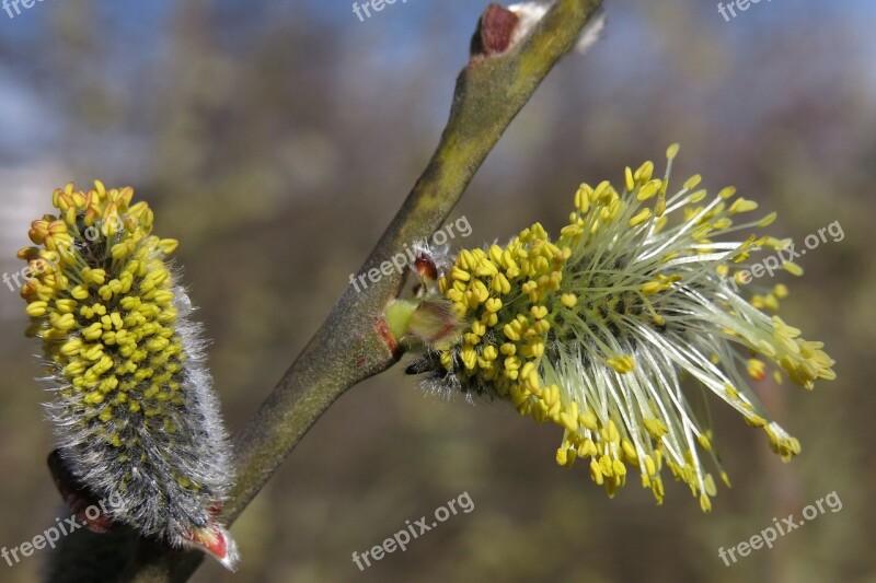 Willow Catkin Blossom Bloom Spring Bush