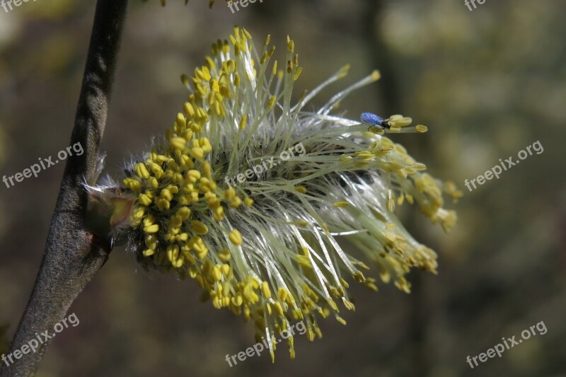 Willow Catkin Insect Blossom Bloom Spring