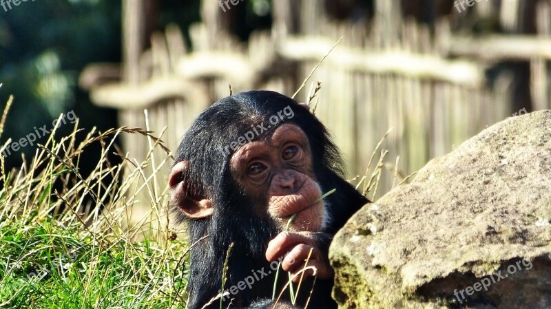 Chimpanzee Monkey Zoo Free Photos