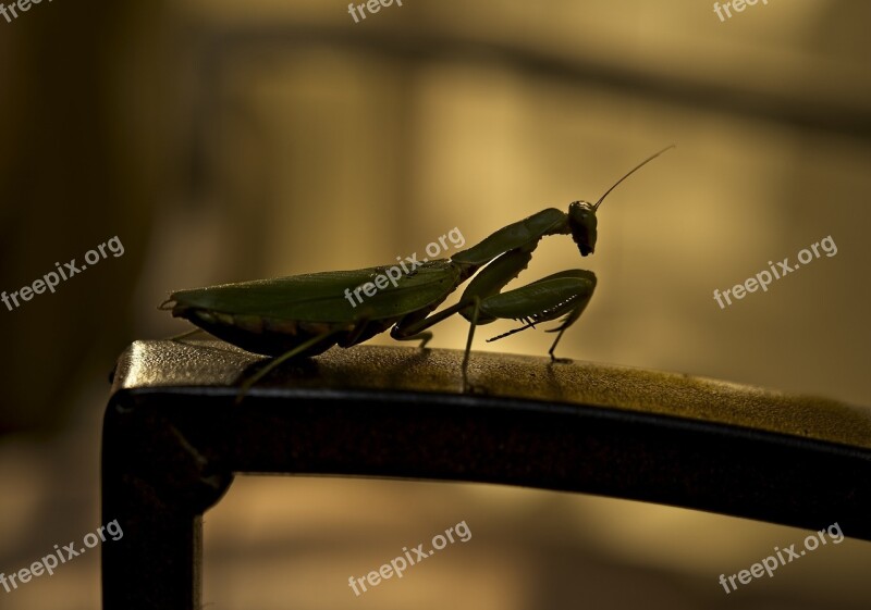 Mantis Insect Silhouette Nature Free Photos