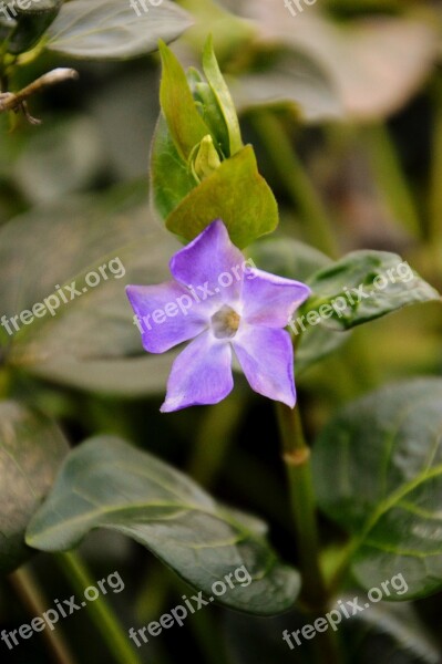 Bellflower Flower Spring Plants Nature