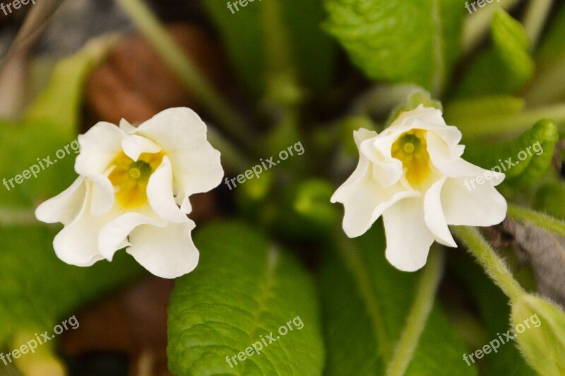 Primrose Flower Spring Plants Nature