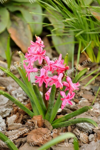 Hyacinth Flower Spring Pink Muscari