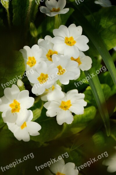 Flower Primrose Spring Nature Garden