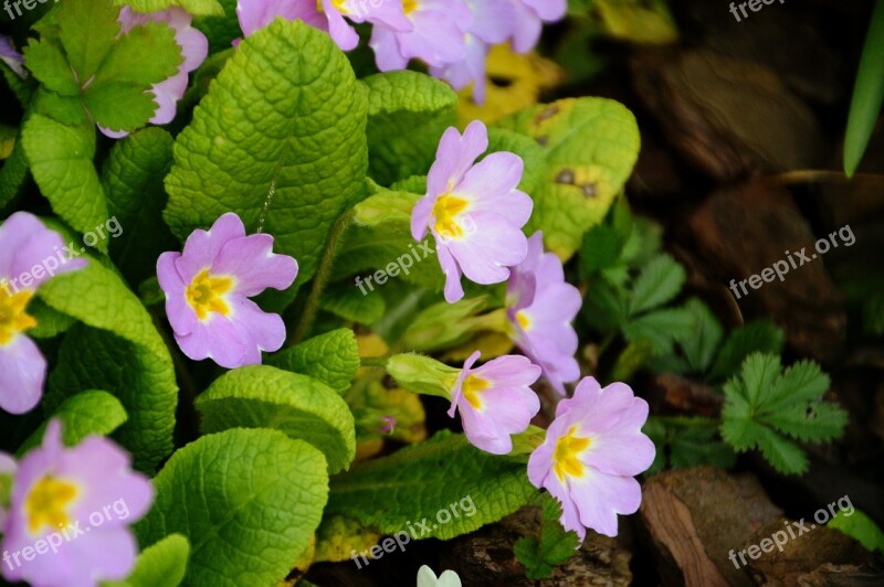 Flower Primrose Spring Nature Garden